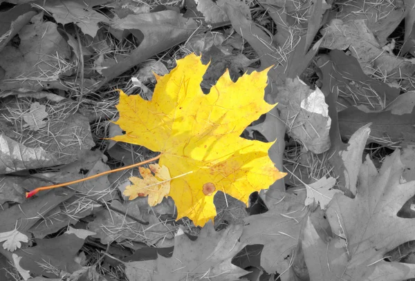 Autumn individuality — Stock Photo, Image