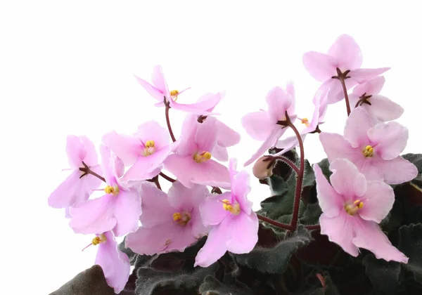 Beautiful violets — Stock Photo, Image