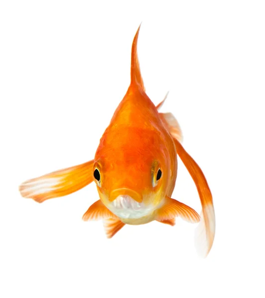 Zlatá rybka na bílém pozadí — Stock fotografie