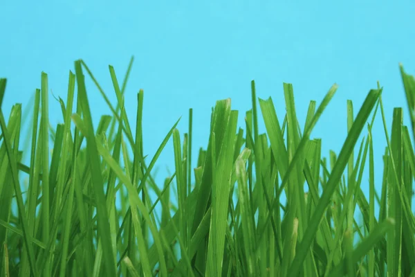 Macro dell'erba — Foto Stock