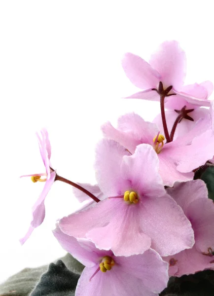 Violets on white — Stock Photo, Image