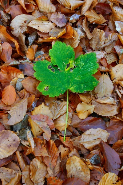 Autumn individualist — Stock Photo, Image
