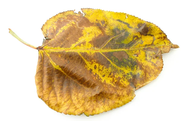 Suchą jesień liść — Zdjęcie stockowe