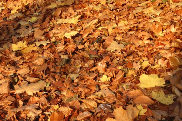 Hojas de otoño en la luz del atardecer —  Fotos de Stock