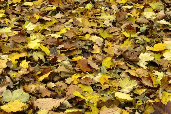 Sea of diverse fall leaves — Stock Photo, Image