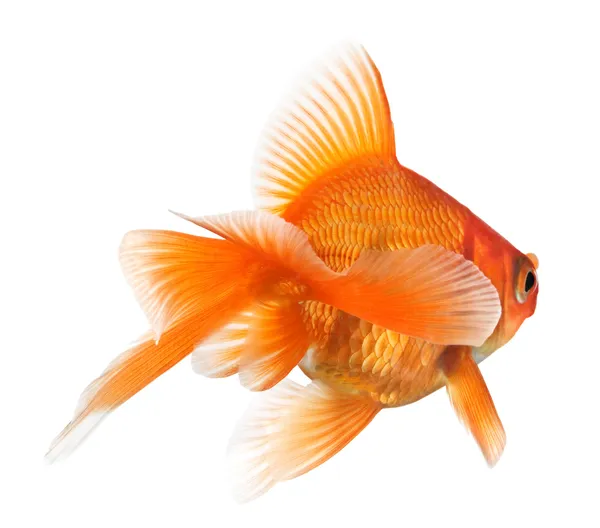 Золотая рыбка на белом — стоковое фото