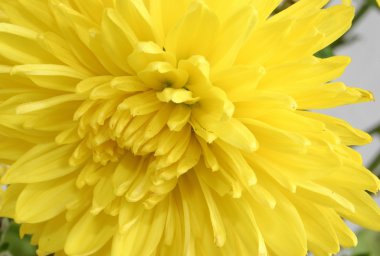 Macro of yellow chrysanthemum clipart