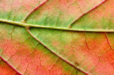 Autumn leaf macro clipart