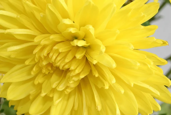 Macro of yellow chrysanthemum — Stock Photo, Image