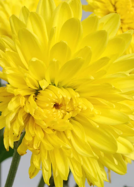 Крупный план жёлтой хризантемы — стоковое фото