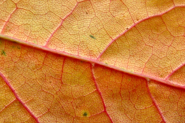 Fall leaf macro — Stock Photo, Image