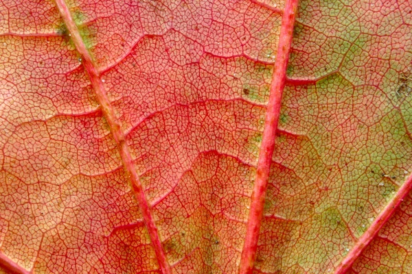 Sonbahar yaprak makro — Stok fotoğraf
