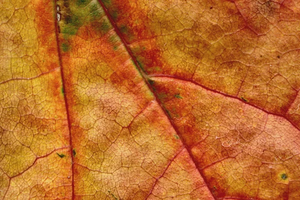 Macro feuille d'automne — Photo