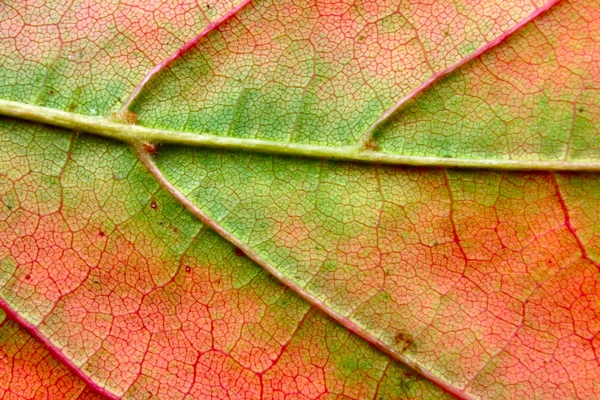 Folha de outono macro — Fotografia de Stock