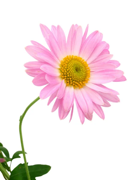 Single chrysanthemum — Stock Photo, Image