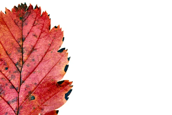 stock image Autumn leaf details