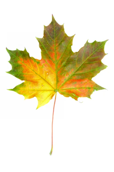 Az ősz színei — Stock Fotó