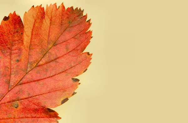 Høstens farger – stockfoto