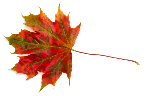 Podzimní list — Stock fotografie