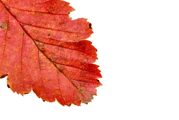 Liść jesienny — Zdjęcie stockowe