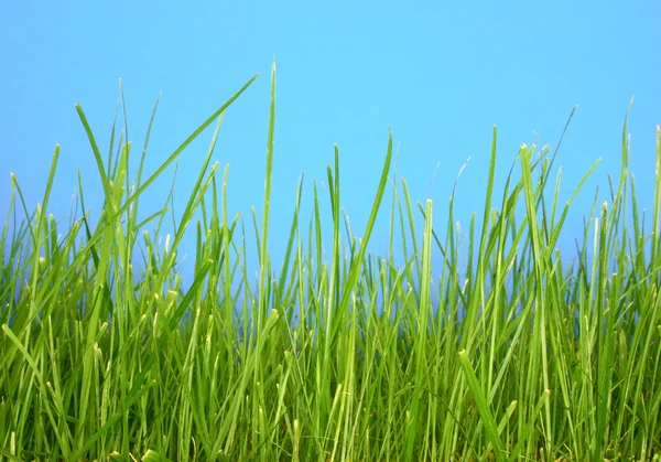 แมโครหญ้า — ภาพถ่ายสต็อก
