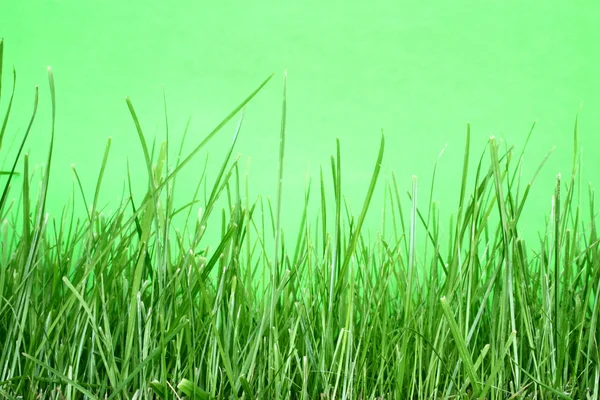 Macro dell'erba — Foto Stock