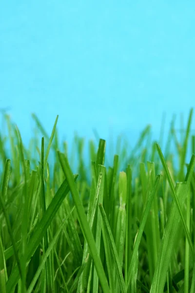 잔디 매크로 — 스톡 사진