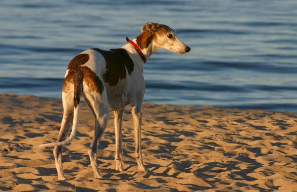 stock image Beach hunter