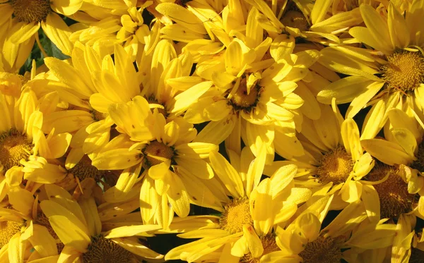 Dewy zonnige bloemen — Stockfoto