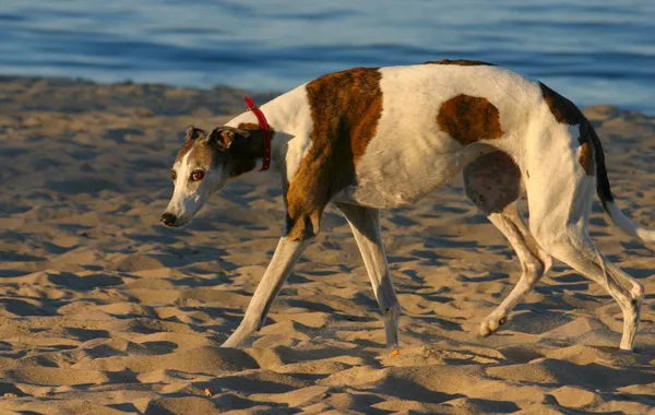 stock image Defeated dog