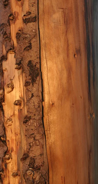 Dry tree trunk — Stock Photo, Image