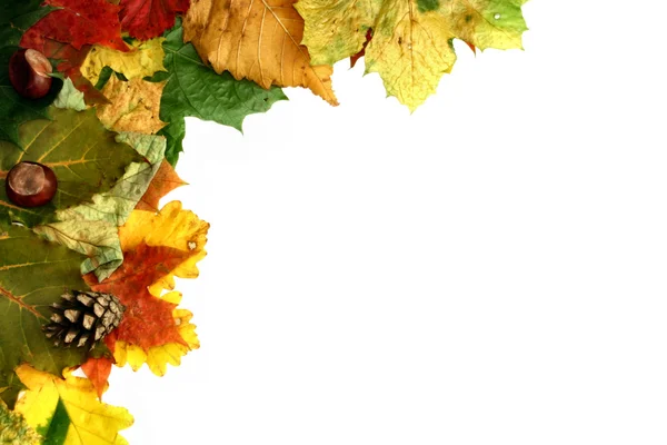 Sonbahar çerçeve — Stok fotoğraf
