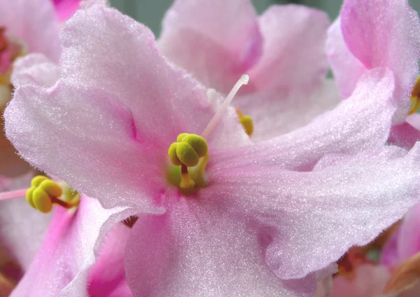 Kukkakaali — kuvapankkivalokuva