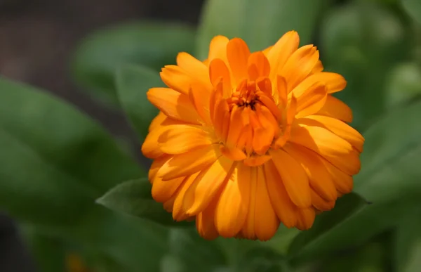 Orange beauty — Stock Photo, Image