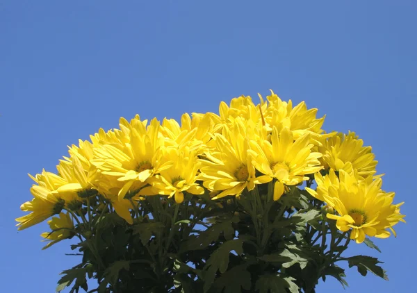 Zářivě žluté květy proti obloze — Stock fotografie