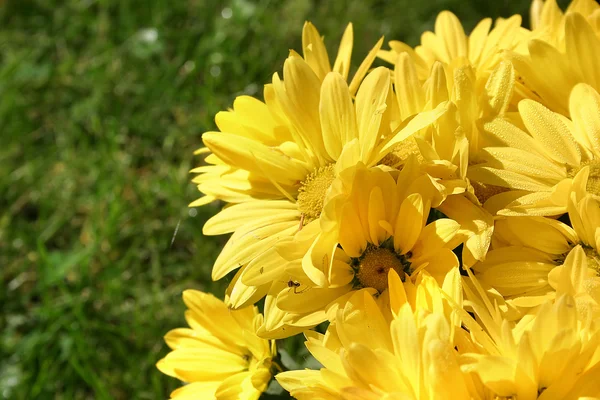 Zářivě žluté květy detaily — Stock fotografie