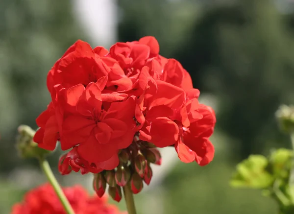 stock image Red inflorescence