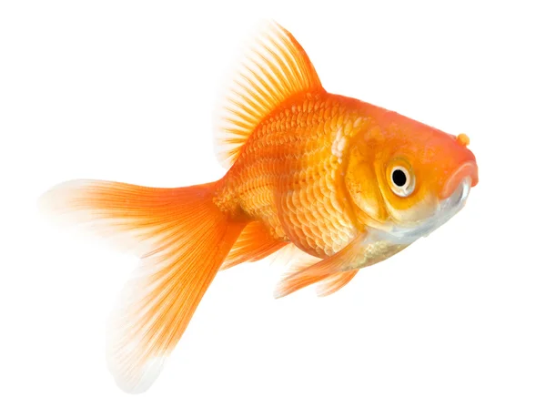 Zlatá rybka izolované na bílém pozadí — Stock fotografie