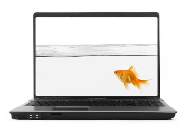 Золота рибка всередині ноутбук — стокове фото