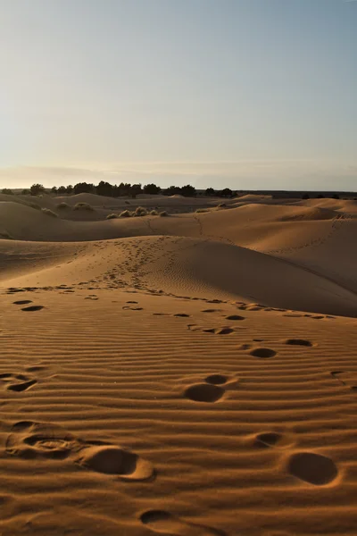 Późnym popołudniem na Saharze — Zdjęcie stockowe