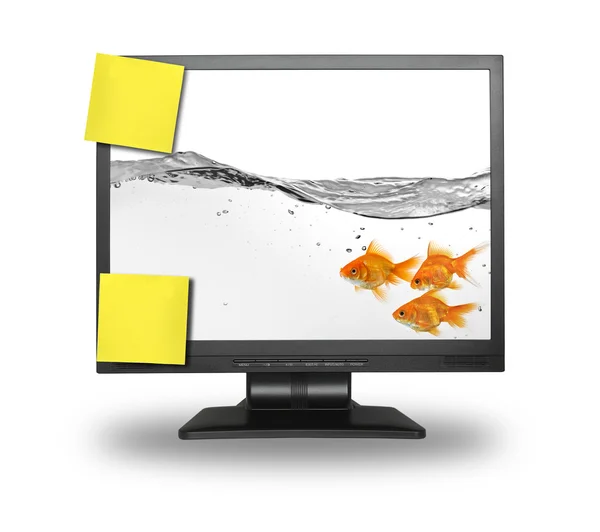 Malá skupina zlatá rybka uvnitř lcd obrazovky — Stock fotografie