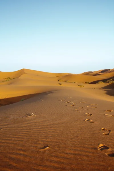 Late afternoon on Sahara desert — Stock Photo, Image