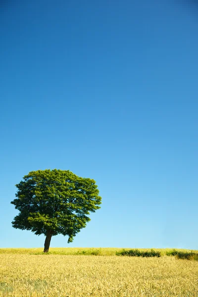 Field and lonely tree — Stock Photo, Image