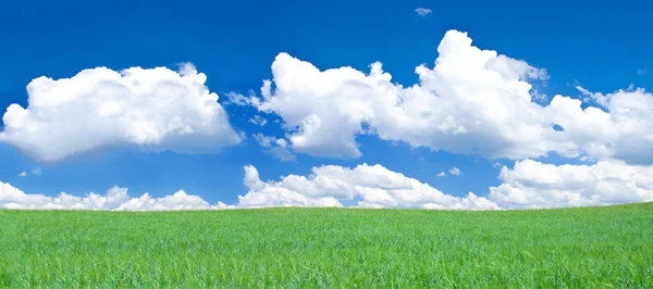 Panoramautsikt över lycksalig gräsmark — Stockfoto