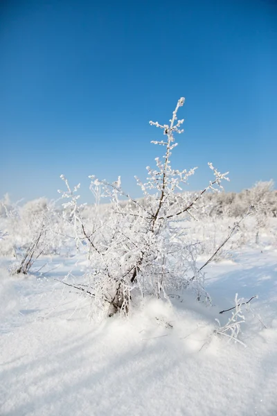 Дикие зимние пейзажи — стоковое фото