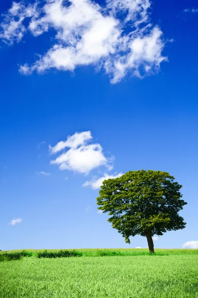 Поле и одинокое дерево — стоковое фото