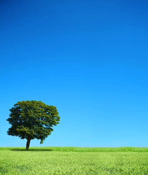 Поле і самотнє дерево — стокове фото