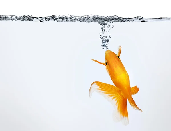 Золота рибка робить повітряні бульбашки — стокове фото