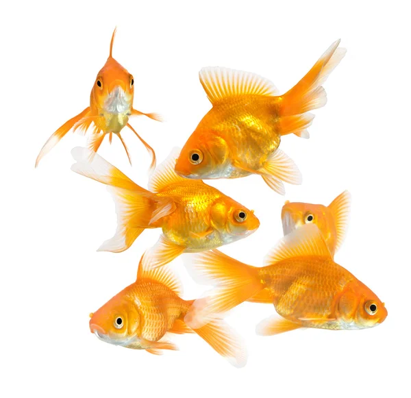 Große Gruppe von Goldfischen — Stockfoto
