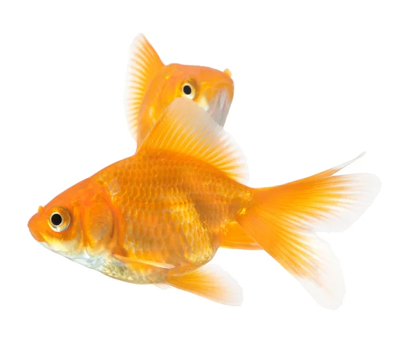 Пара золотых рыбок — стоковое фото